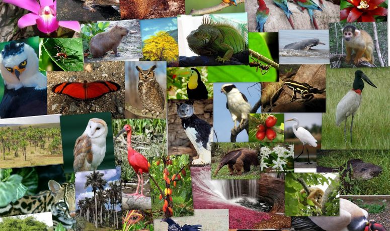 Biodiversidad