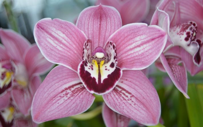 Curso orquídea