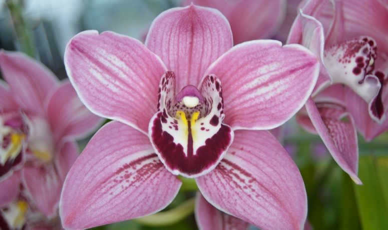 Curso orquídea