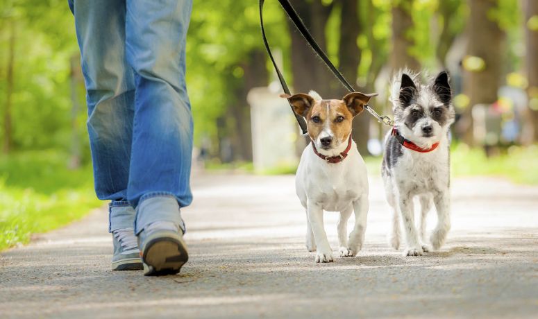 campaña perros