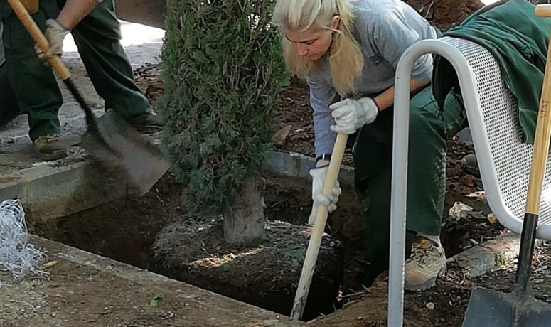 Taller E Burja cipreses La Granja 2