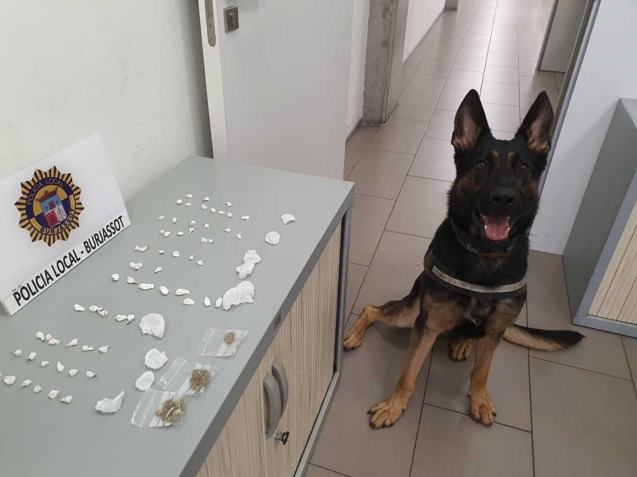 el perro de la Unidad Canina de la Local Burjassot, detecta 63 envoltorios crack en un presunto traficante – Ajuntament de Burjassot
