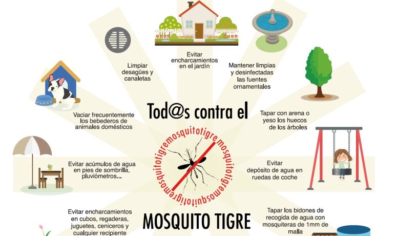 Mosquito tigre