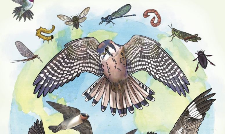 Cartel Oficial Día Aves Migratorias 2024