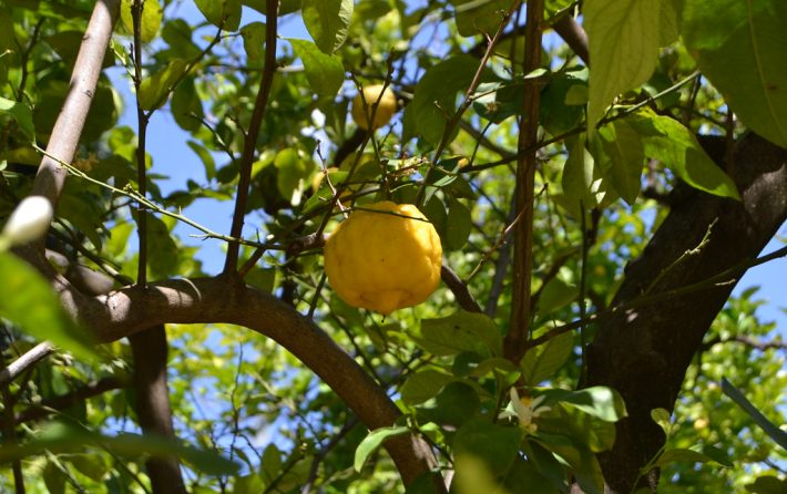 limoneros en calle Colón