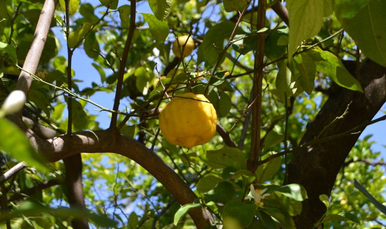 limoneros en calle Colón