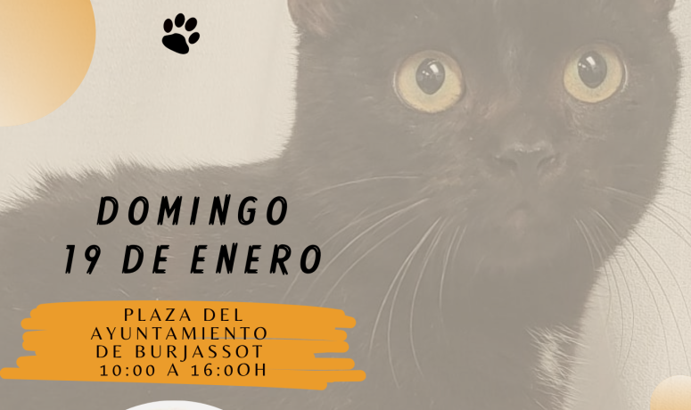 SPAB- Evento solidario 19-01-2025