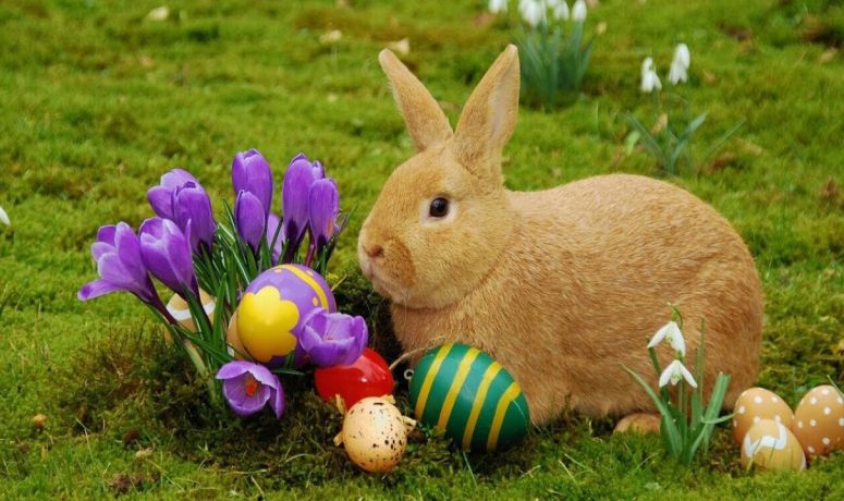 conejo de pascua 2