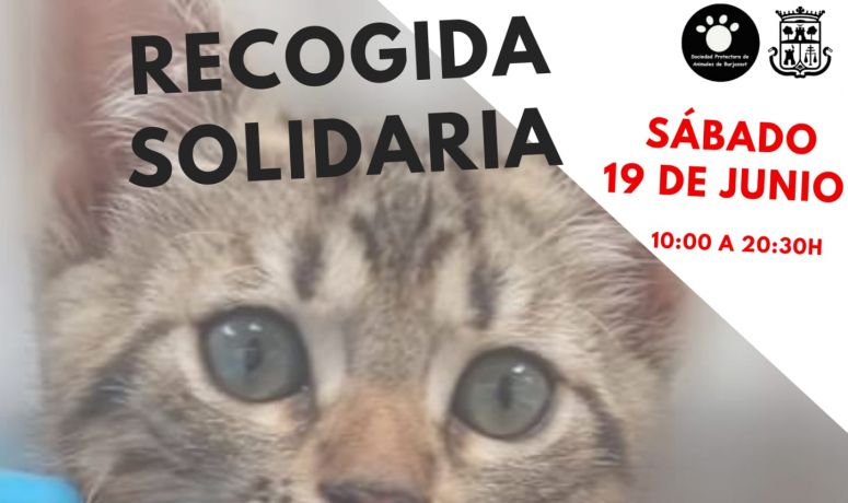 Mercadillo solidario SPAB 19-06-2021